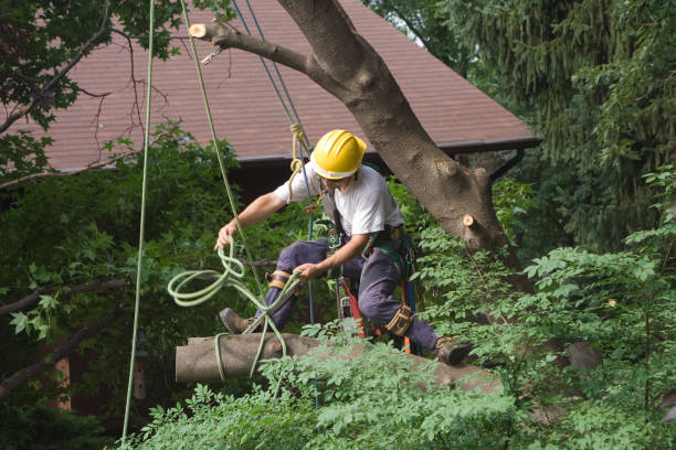 Reliable Julesburg, CO Tree Care Solutions
